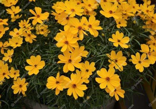 Coreopsis verticillata Corleone Gold