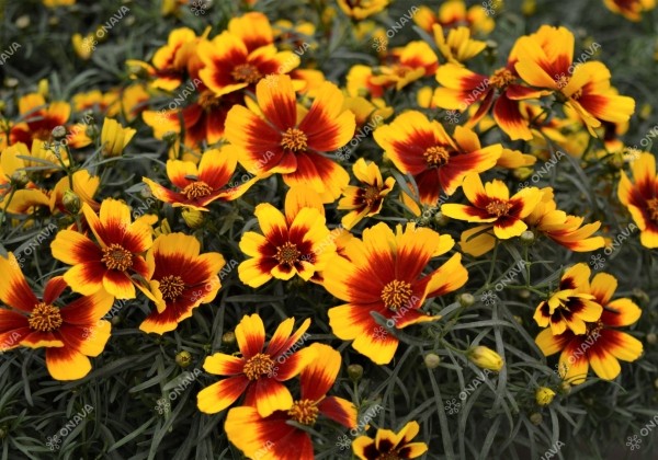 Coreopsis verticillata Corleone Red & Yellow