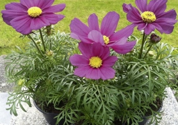 Cosmos bipinnatus Cosmini Carmine