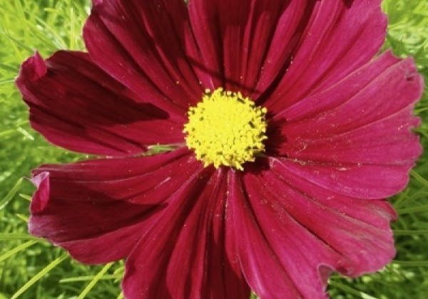 Cosmos bipinnatus Cosmini Red