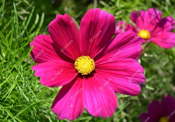 Cosmos bipinnatus Sonata Carmine