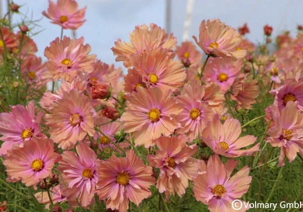 Cosmos bipinnatus Apricotta