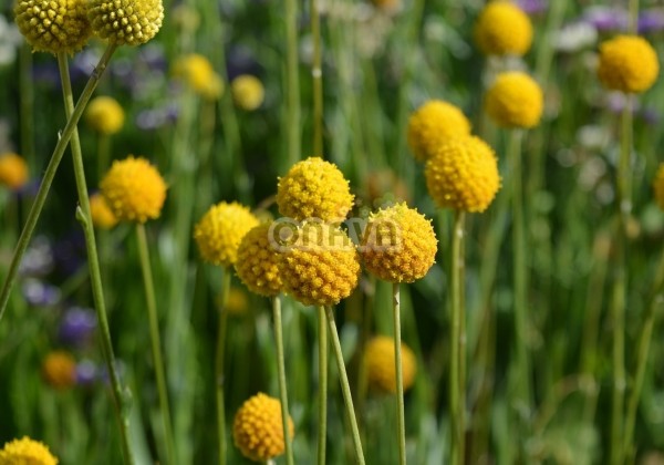 Craspedia globosa Goldstick