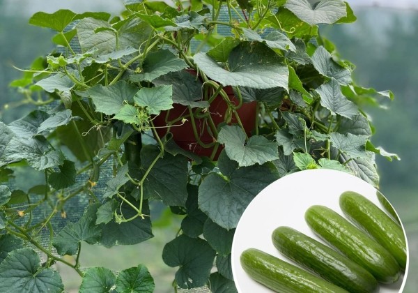 Cucumis sativus Cascadini F1