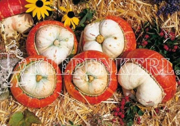 Cucurbita species Aladin