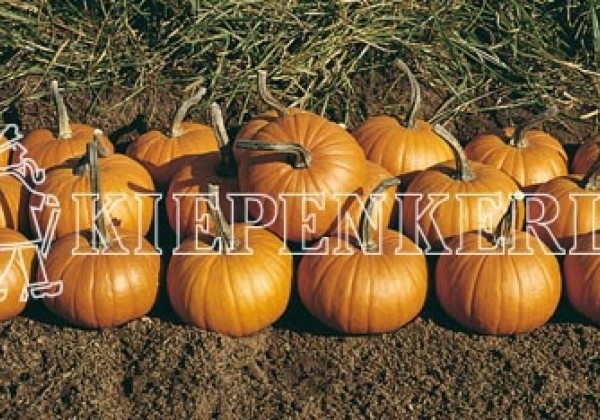Cucurbita species Baby Bear