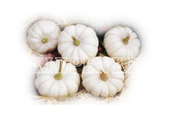 Cucurbita species Baby Boo