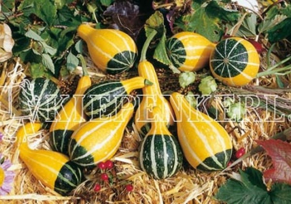 Cucurbita species Bicolor Pear