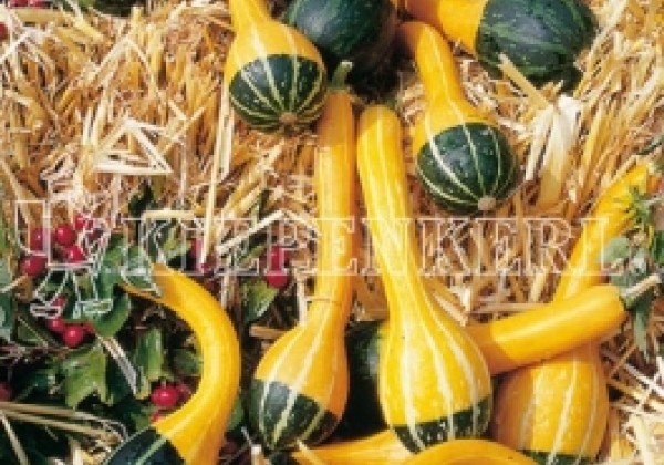 Cucurbita species Bicolor Spoon