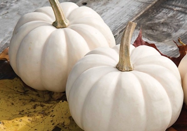 Cucurbita species Casperita