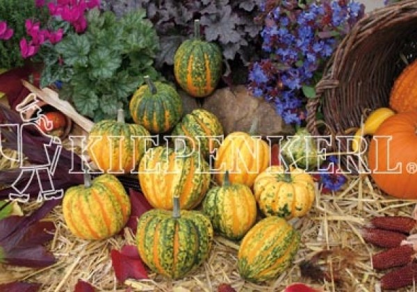 Cucurbita species Celebration