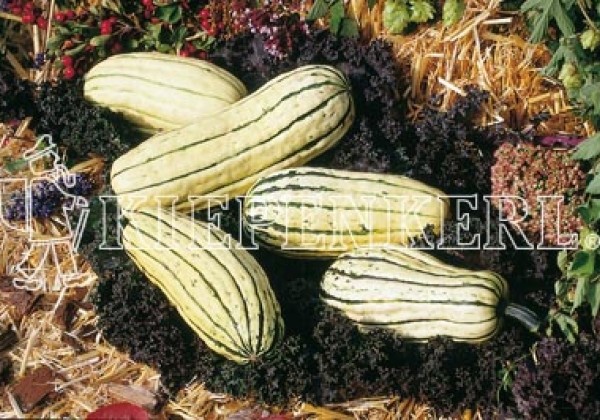 Cucurbita species Delicata