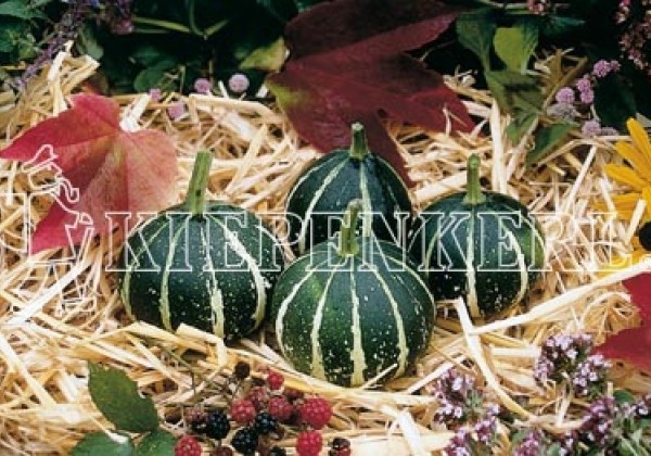 Cucurbita species Flat Striped