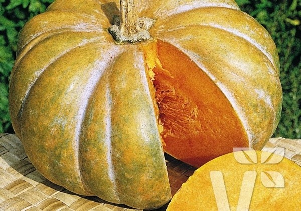 Cucurbita species Muscat de Provence