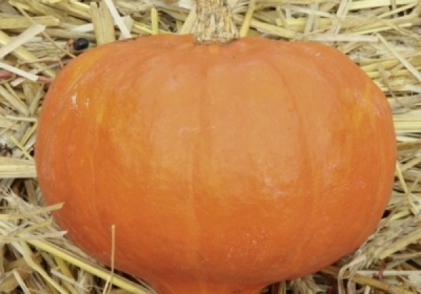 Cucurbita species Amoro