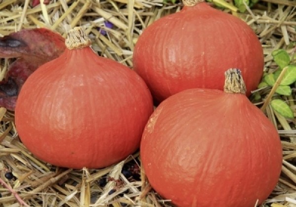 Cucurbita species Fictor