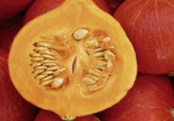 Cucurbita species Solor