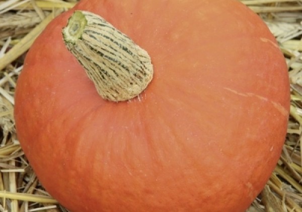 Cucurbita species Tractor