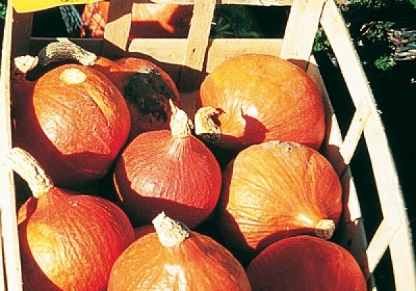 Cucurbita species Uchiki Kuri