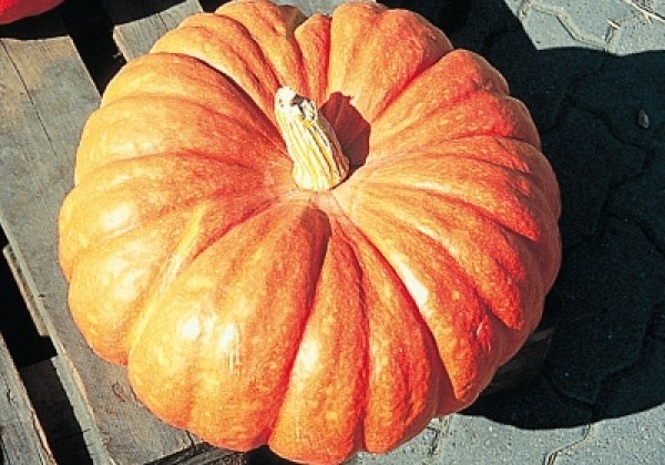 Cucurbita species Rouge vif d’Etampes (Roter Zentner)