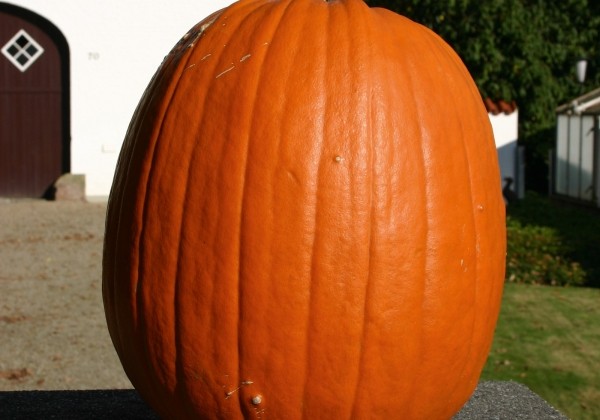Cucurbita species Howden