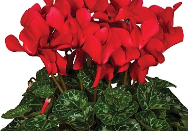 Cyclamen persicum Super Serie Mammoth Red