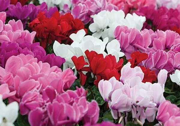 Cyclamen persicum Super Serie Mammoth NextGen Cream White