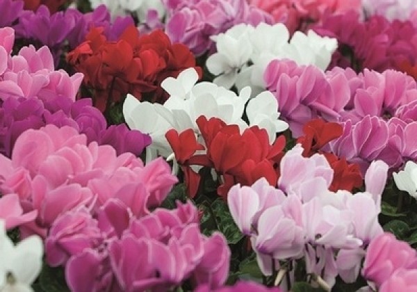 Cyclamen persicum Super Serie Mammoth Mix