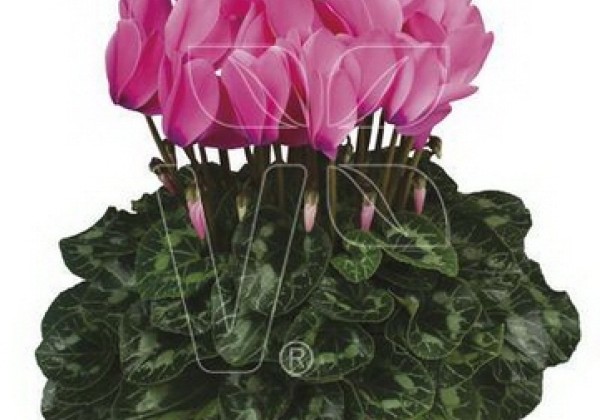 Cyclamen persicum Halios HD Bright Rose