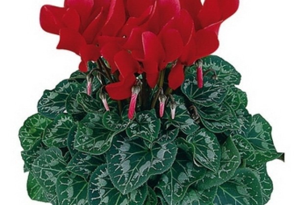 Cyclamen persicum Halios Bright Scarlet (2015)