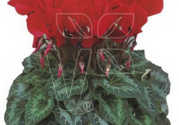 Cyclamen persicum Halios HD Bright Scarlet (2018)