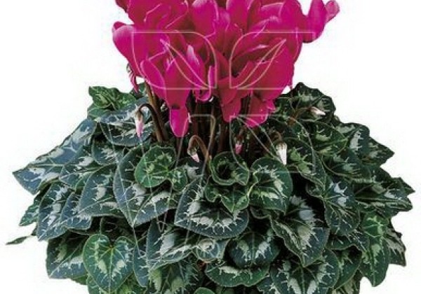 Cyclamen persicum Halios Deep Rose