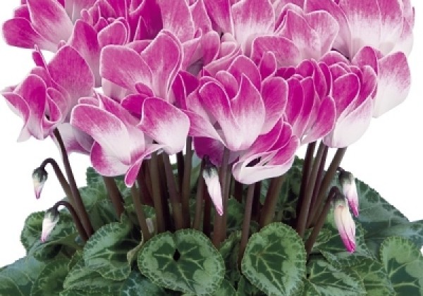 Cyclamen persicum Halios Funflame Magenta