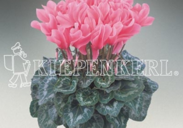 Cyclamen persicum Halios HD Grenadine