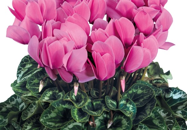 Cyclamen persicum Halios HD Light Rose
