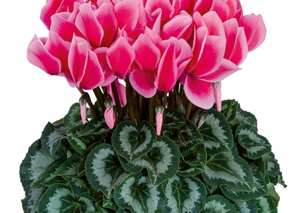 Cyclamen persicum Halios Litchi Rose