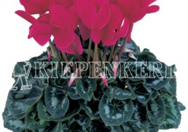 Cyclamen persicum Halios Magenta