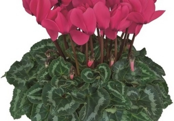 Cyclamen persicum Halios HD Neon Rose