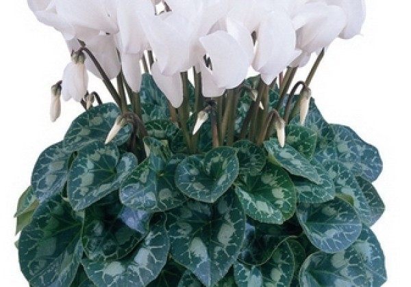 Cyclamen persicum Halios HD Pure White