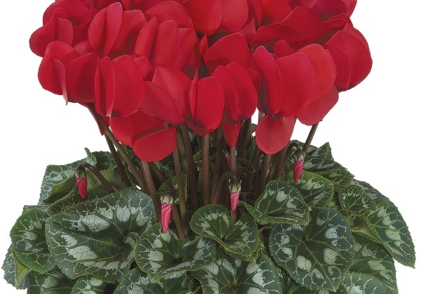 Cyclamen persicum Halios HD Red Rebelle
