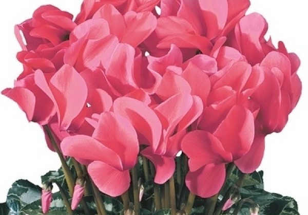 Cyclamen persicum Halios HD Salmon