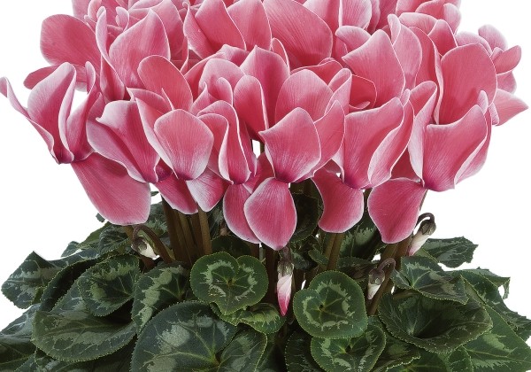 Cyclamen persicum Halios HD Salmon Flame