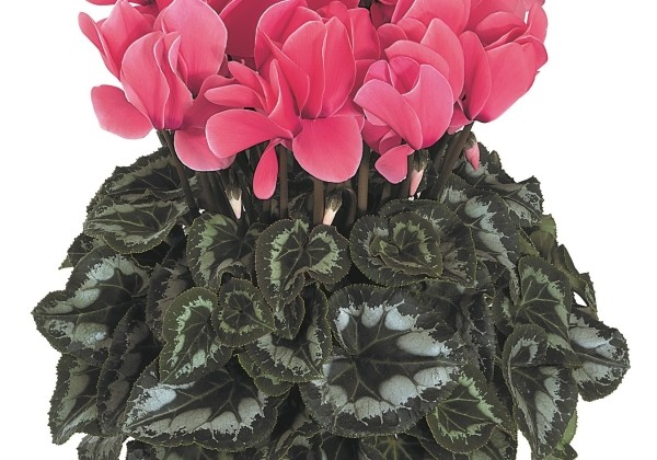 Cyclamen persicum Halios Salmon Rose