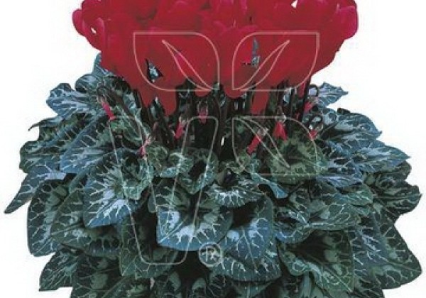 Cyclamen persicum Halios Scarlet Red (2010)