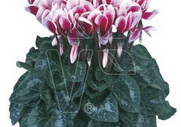 Cyclamen persicum Halios Fantasia Magenta