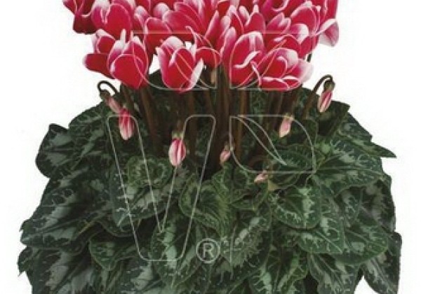 Cyclamen persicum Halios Fantasia Red