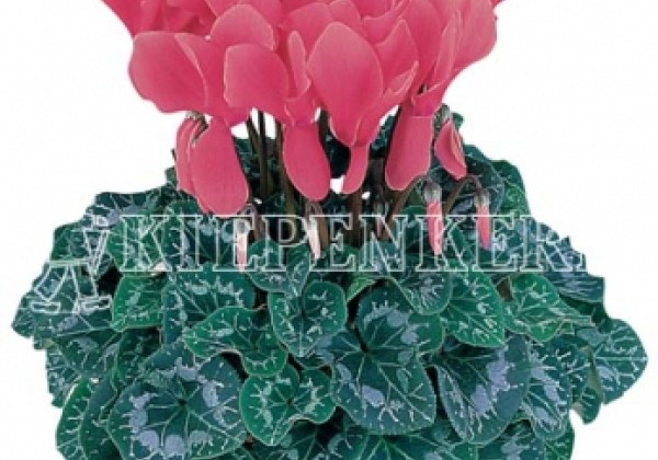 Cyclamen persicum Halios Curly Deep Rose