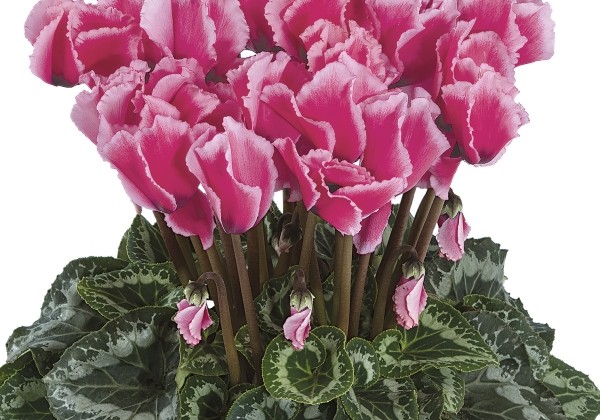 Cyclamen persicum Halios Curly Litchi Rose