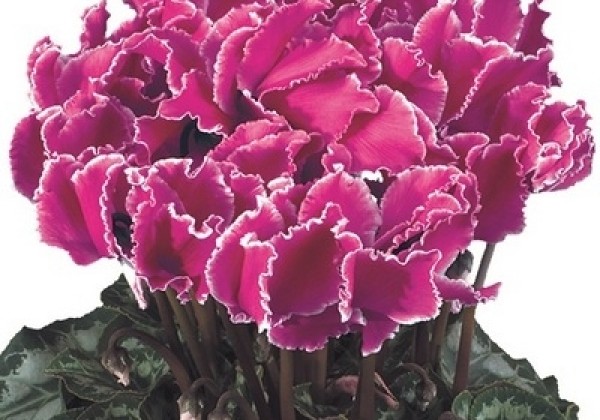 Cyclamen persicum Halios Curly Purple with Edge