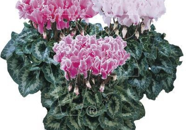 Cyclamen persicum Halios Curly Rose